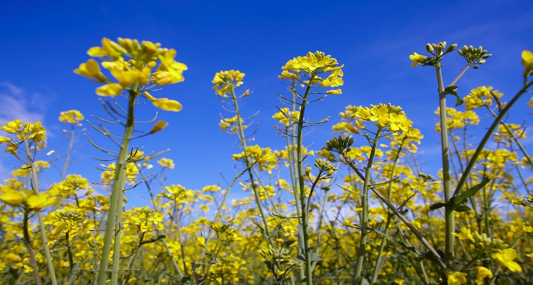 plants in a field