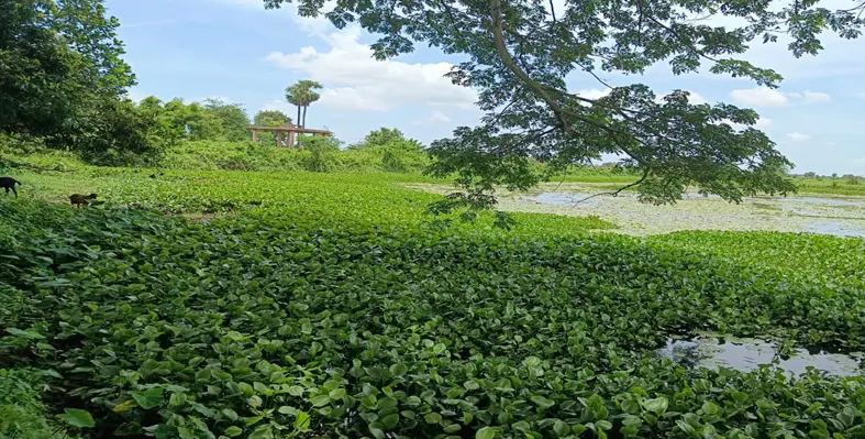 Water hyacinth-infested pond in Odisha