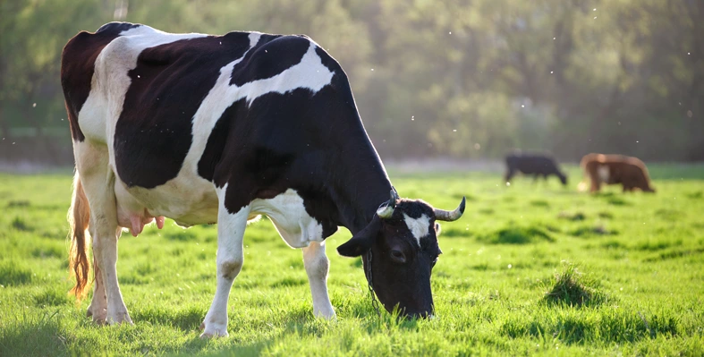 cattle grazing in a field