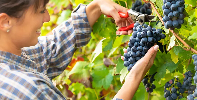 Asian woman picking grapes