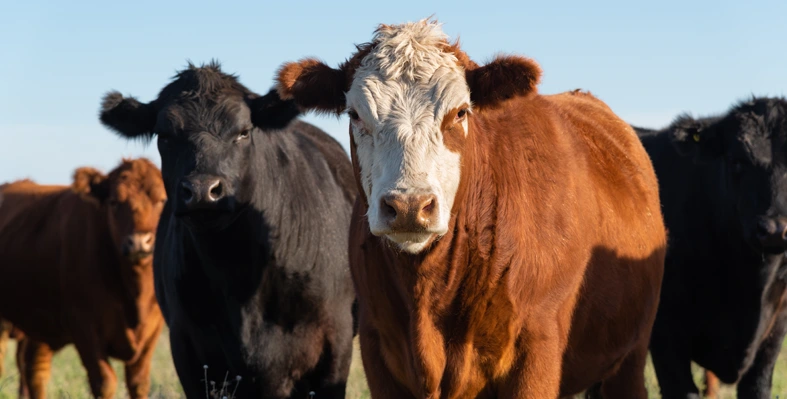 herd of young cattle in a farm