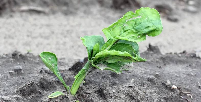 As per the reports, 98.5 percent of cropland across the territory is now either damaged or inaccessible. Image_of_croplanddestorted