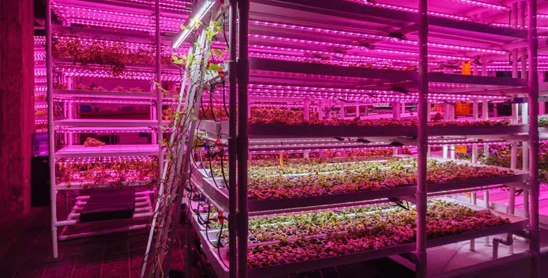 Modern greenhouse 