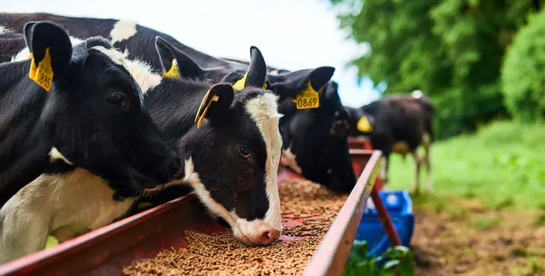 Cows feeding 