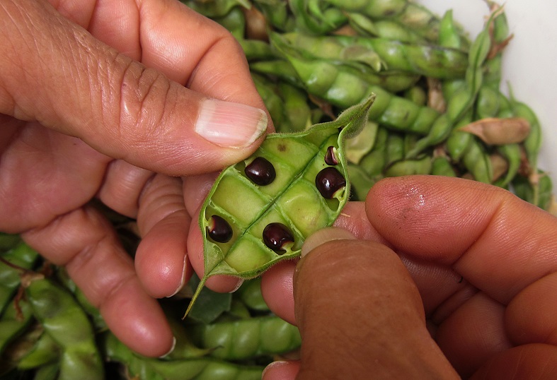 Pigeonpea seeds