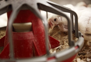 Phytogenic feed additives support in antibiotic free poultry production c Delacon
