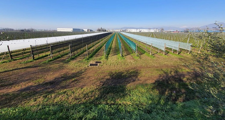 Grape vines in field