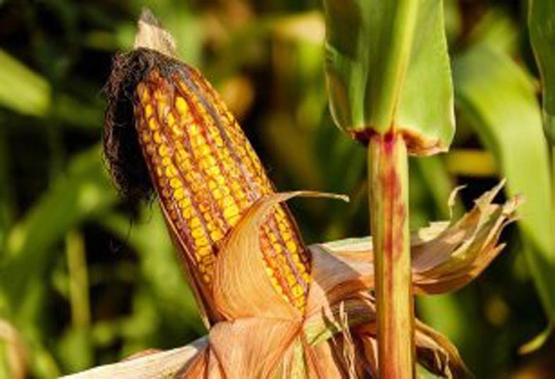 The plant has the potential to produce 30,000 tonnes of GMO corn seed per year. (Image source: Couleur/Pixabay)