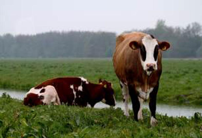 cow-FransdeWit-flickr