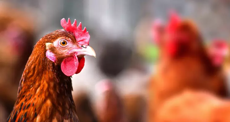 Chickens on poultry farm