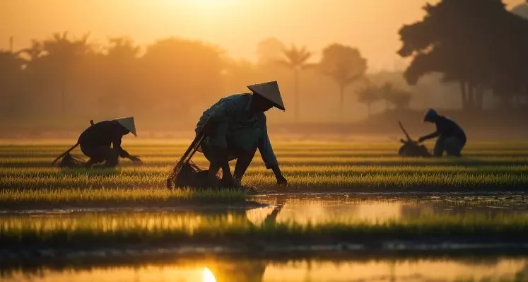 Chinese farmers working in field