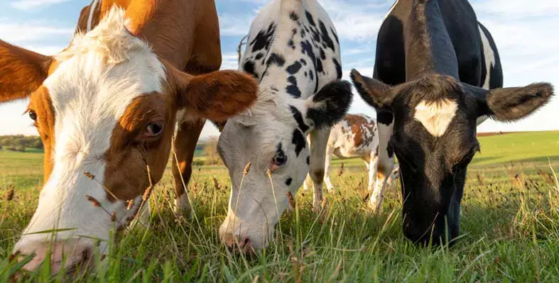 Cows grazing in field