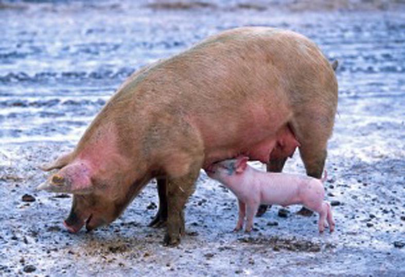 pig 139712 640