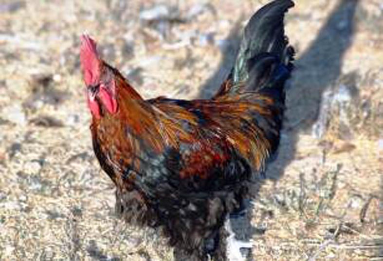poultry-ceva
