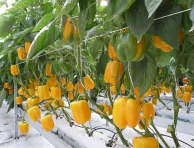 Capsicum foliar-terry