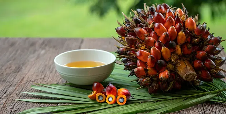 image_shows_palm_oil_seeds_that_are_analysed_by_DNA_tracing_technology