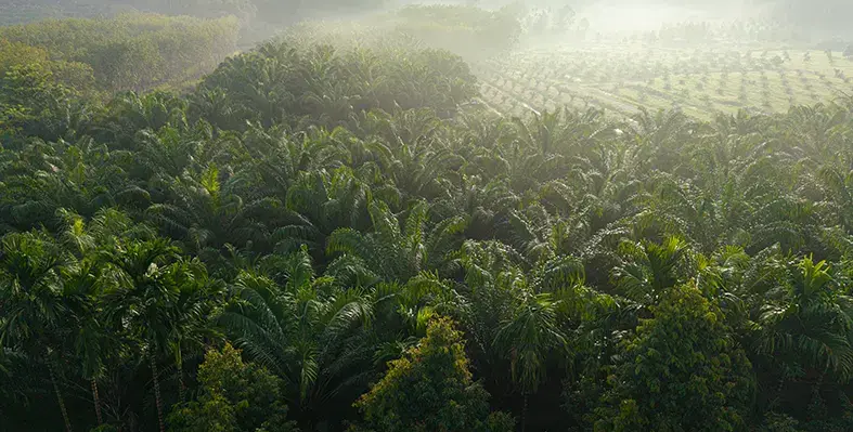 Image_of_palm_in_Indonesia 