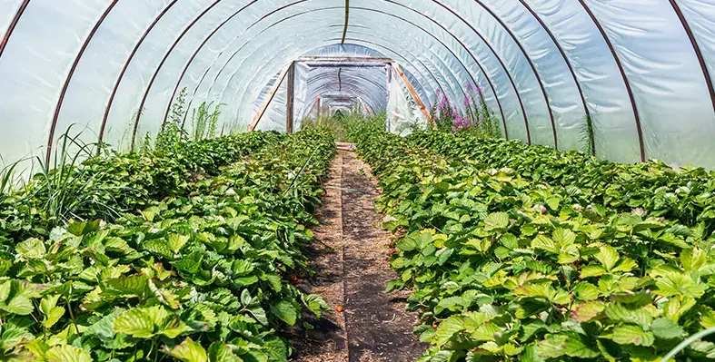 Image_of_greenhousetech