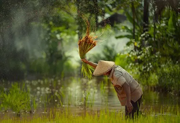 Prime Minister Hun Sen handed more than 100 rice paddy seedling transplanting machines to communities. (Image source: Adobe Stock)