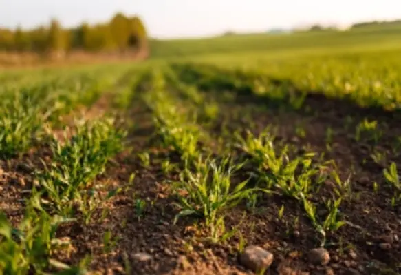 UPL signs a multi-year Agreement with the Soil Health Institute to drive innovation in agriculture. (Image source: Adobe stock)