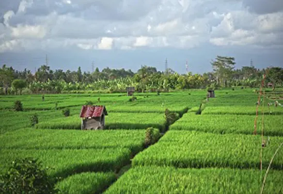 The growth rate of AFF production value in the first six months was estimated at 3.1%. (Image source: Adobe Stock)