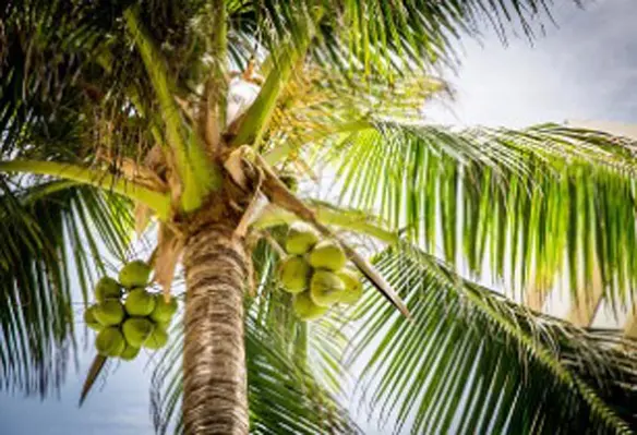 Cambodian Coconuts has the high potential to generate large-scale profits for the country. (Image source: Pexels/Pixabay)