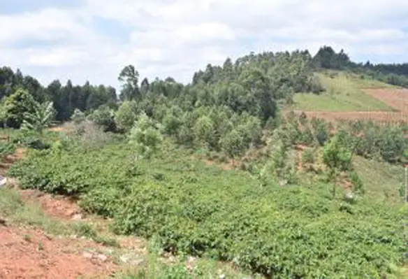 Kijani Hai’s aim to mitigate the effects of deforestation, Bühler maintains a commitment to boost climate protection with its ongoing roll-out of innovative, energy-efficient solutions. (Image source: Bühler)