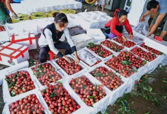 The deputy-director said that Vietnams fruit product exports currently consist mainly of fresh fruits. (Image source: MARD)