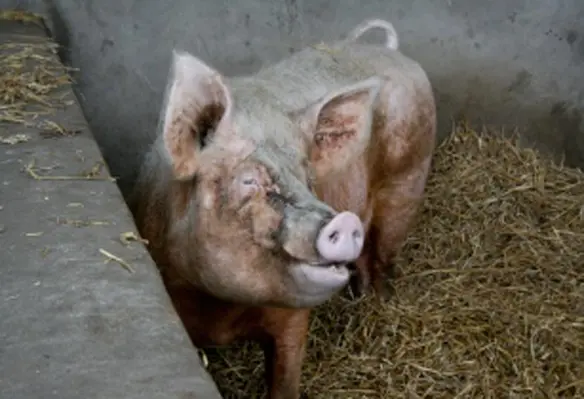 Paul Anderson, General Manager for Genesus, writes about their tour around South East Asia. (Image source: Stephen Fulljames/Commons)