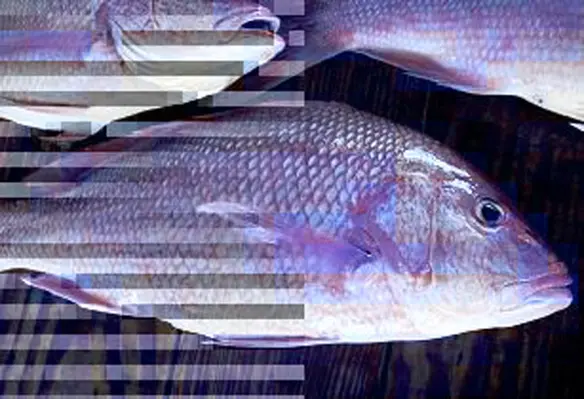 Of the total Indonesian fish exports, red snapper brought in US$11.7mn. (Image source: Stacy Conaway/sxc.hu)