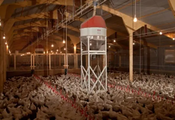  MG 7973 International Poultry