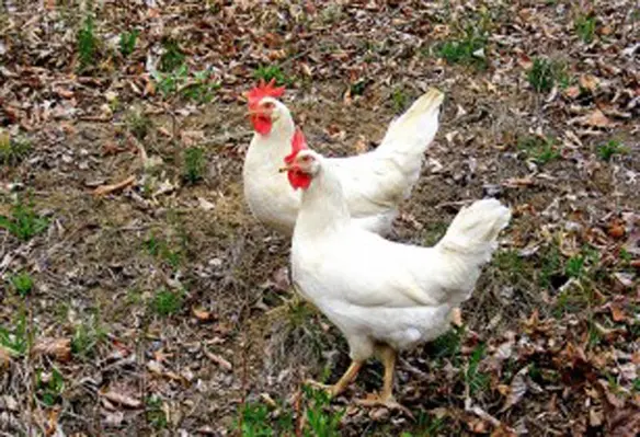 Genomics helps identify naturally occuring genetic markers, identifying elite birds best suited for quality produce. (Image source: Jayme Frye/Flickr)