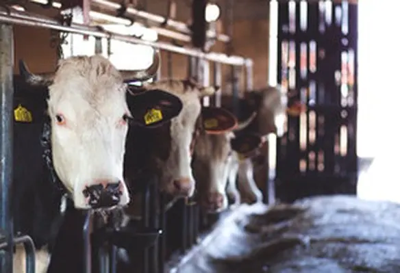 Cydectin Platinum is highly effective against major current worm strains in cattle. (Image source: freestocks.org/Pexels)