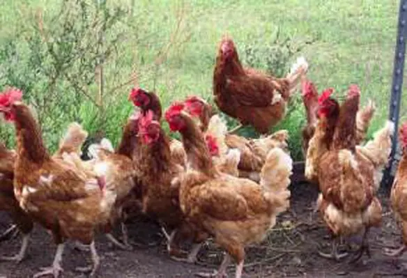 Cargill will build a new poultry processing facility in Indonesia. (Image source: PublicDomainPictures/Pixabay)