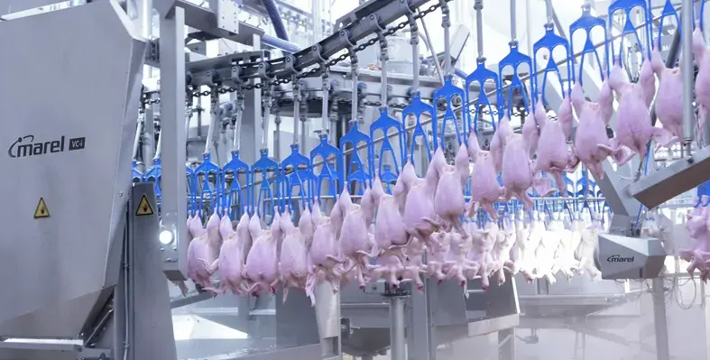 PUPIL AI vision technology, SmartBase software and HMI touchscreen control all add intelligence to the VC-i. (Image source: Marel) Image_shows_Marel's_VC-i_vent_cutter_improving_the_primary_poultry_process