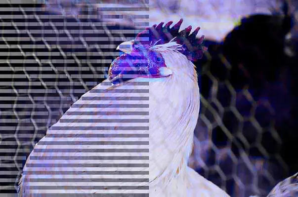 Birds do not possess sweat glands but instead lose water by evaporation from facial appendages and through panting. (Image source: Stephen Luke/Flickr)